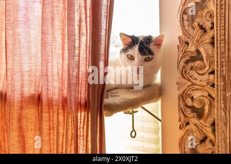 un chat noir et blanc se trouve sur une étagère suspendue à la fenêtre, une journée ensoleillée, le chat se réchauffe au soleil Banque D'Images