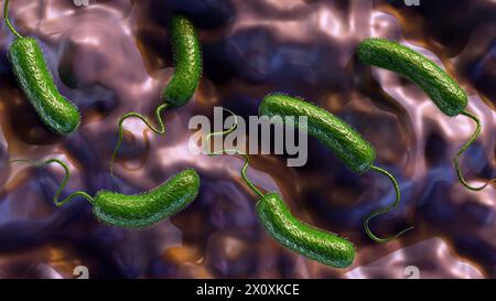 Rendu 3D de Vibrio vulnificus, est une bactérie qui cause la septicémie, les infections graves de plaies, et la gastro-entérite Banque D'Images