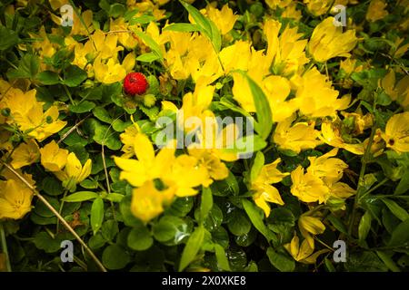 Capturez la beauté éclatante d'une fraise sauvage rouge solitaire nichée au milieu d'une profusion de fleurs jaunes en gros plan époustouflant. Banque D'Images