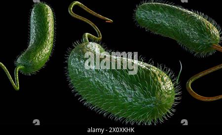 Rendu 3D de Vibrio vulnificus, est une bactérie qui cause la septicémie, les infections graves de plaies, et la gastro-entérite Banque D'Images