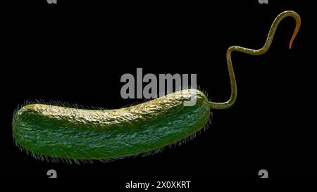 Rendu 3D de Vibrio vulnificus, est une bactérie qui cause la septicémie, les infections graves de plaies, et la gastro-entérite Banque D'Images