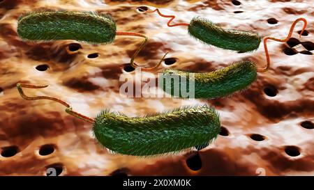 Rendu 3D de Vibrio vulnificus, est une bactérie qui cause la septicémie, les infections graves de plaies, et la gastro-entérite Banque D'Images
