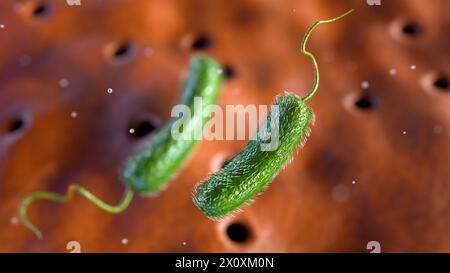 Rendu 3D de Vibrio vulnificus, est une bactérie qui cause la septicémie, les infections graves de plaies, et la gastro-entérite Banque D'Images