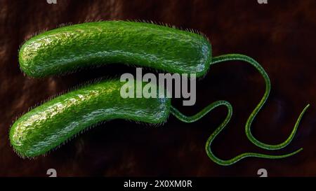 Rendu 3D de Vibrio vulnificus, est une bactérie qui cause la septicémie, les infections graves de plaies, et la gastro-entérite Banque D'Images
