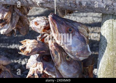 Têtes de stockfish suspendues à sécher à Svolvær, îles Lofoten, Norvège Banque D'Images