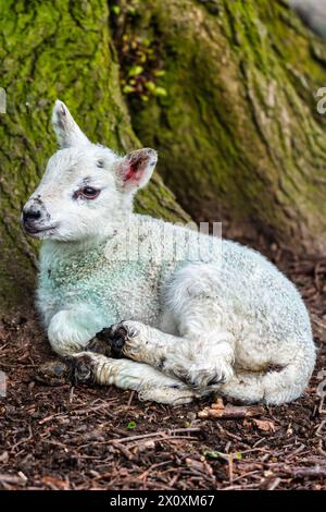 Agneau nouveau-né à Chilham près de Canterbury dans le Kent, Angleterre Banque D'Images