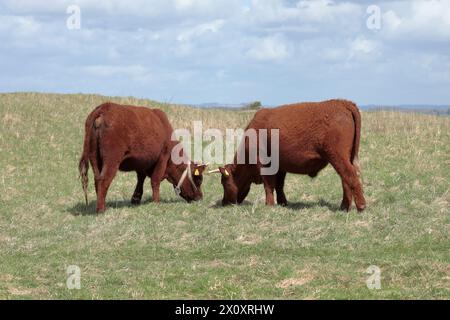 Deux vaches brunes à poil long avec de courtes cornes, broutant sur un champ herbeux avec un ciel bleu et des nuages en arrière-plan. Banque D'Images