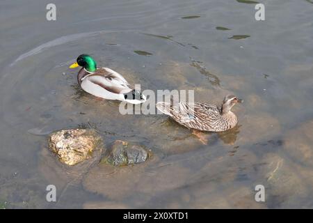 Canards colverts mâles et femelles (Anas platyrhynchos) nageant dans un lac, faisant face dans des directions opposées avec des rochers à proximité Banque D'Images