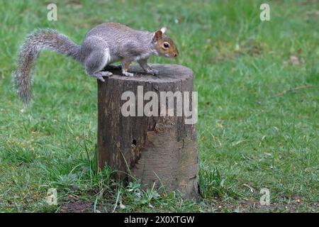 Un jeune écureuil gris (Sciurus carolinensis) assis sur une souche d'arbre, face à la droite, dans un jardin avec de l'herbe en arrière-plan. Banque D'Images