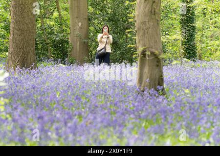 Les visiteurs du parc Wanstead, dans le nord-est de Londres, apprécient l'exposition de Bluebells à Chalet Woods. Date de la photo : dimanche 14 avril 2024. Banque D'Images