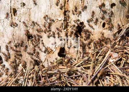 Cette image vivante offre un aperçu rapproché des fourmis de bois rouges, Formica rufa, qui tendent à leur nid dans les crevasses d'un arbre mort, se baignent Banque D'Images