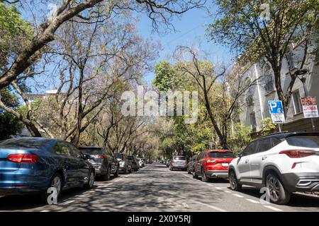 Vue sur la rue bordée d'arbres dans le quartier de Condesa à Mexico. Le quartier de Condesa à Mexico est réputé pour sa scène culturelle dynamique, avec ses cafés branchés, ses galeries d'art et ses boutiques élégantes. Avec ses rues bordées d'arbres et son architecture Art déco, Condesa offre un charmant mélange d'élégance historique et de style contemporain. Banque D'Images