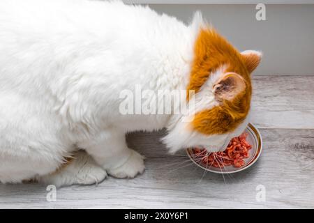 shaggy cat mange de la nourriture humide d'une soucoupe debout sur le sol. le chat domestique mange de la viande hachée. un chat bien nourri mange de la nourriture humide Banque D'Images