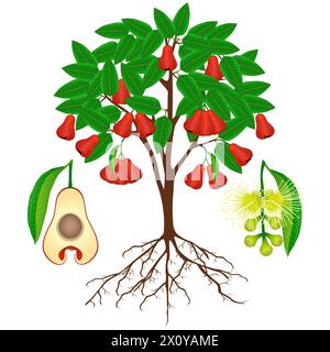 Plante de pomme rose avec des fruits et des fleurs sur blanc. Illustration de Vecteur