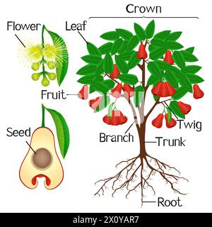 Parties de la plante de pomme rose sur un fond blanc. Illustration de Vecteur