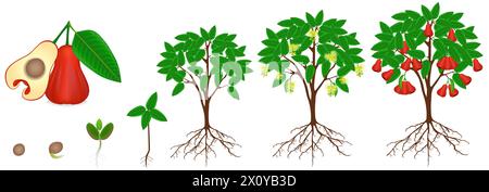 Cycle de croissance d'une plante de pomme rose sur un fond blanc. Illustration de Vecteur