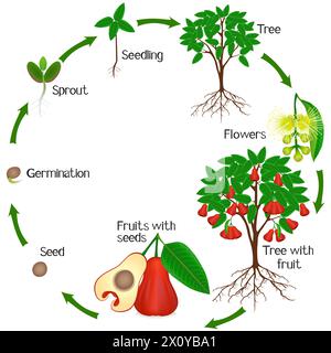 Un cycle de croissance de la plante de pomme rose sur un fond blanc. Illustration de Vecteur