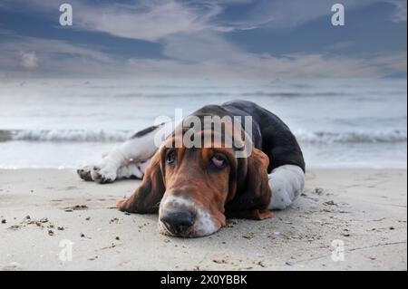 Basset Hound séjournant sur la plage en été Banque D'Images