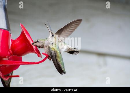 Une femelle Anna's colibri (Calypte anna) prend un verre tandis qu'une autre proteste contre une mangeoire d'oiseaux colibri en Californie du Sud. Banque D'Images