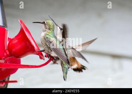 (Near to Far) : une femelle à mousqueton noir, une femelle Anna et une femelle rousse partagent une mangeoire de colibris en Californie du Sud. Banque D'Images