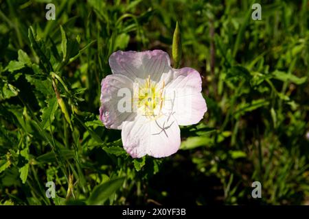 Fleur de Buttercup blanche et violette en pleine floraison entourée d'herbe verte par un matin de printemps ensoleillé au Texas. Banque D'Images