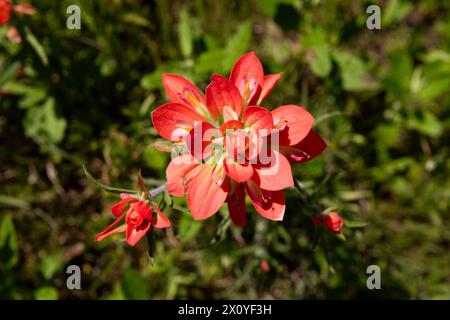 Vue aérienne d'une belle fleur de pinceau indien en pleine floraison montrant ses pétales rouge vif contre l'herbe vert foncé et les feuilles environnantes Banque D'Images