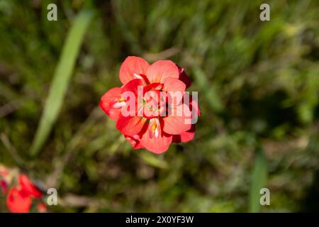 Vue aérienne d'une belle fleur de pinceau indien en pleine floraison montrant ses pétales rouge vif contre l'herbe vert foncé et les feuilles environnantes Banque D'Images