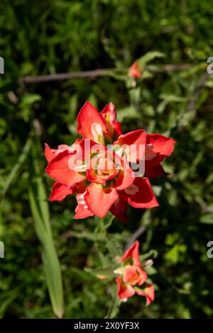 Vue aérienne d'une belle fleur de pinceau indien en pleine floraison montrant ses pétales rouge vif contre l'herbe vert foncé et les feuilles environnantes Banque D'Images