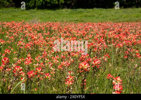 Une tache lumineuse de belles fleurs de pinceau indien rouge poussant dans un champ par un matin ensoleillé de printemps. Banque D'Images