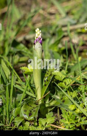 Early Purple Orchid poussant sur une banque herbeuse Banque D'Images