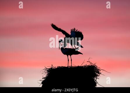 Malomirovo Bulgarie 14 avril 2024 : reproduction de couple de cigognes blanches au coucher du soleil . Clifford Norton Alamy Live News Banque D'Images