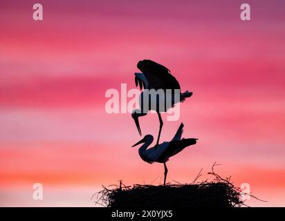 Malomirovo Bulgarie 14 avril 2024 : reproduction de couple de cigognes blanches au coucher du soleil . Clifford Norton Alamy Live News Banque D'Images