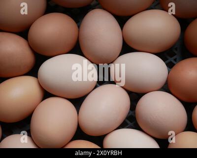 Oeufs de poule dans un boîtier en plastique noir, tas empilés au hasard de différentes couleurs, teintes et structure produit gastronomique cru Banque D'Images