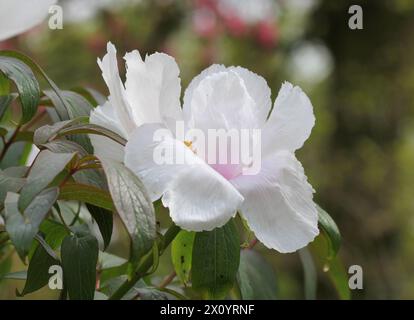 Un gros plan de l'arbre pivoine Paeonia × suffruticosa 'Feng Dan Bai' Banque D'Images