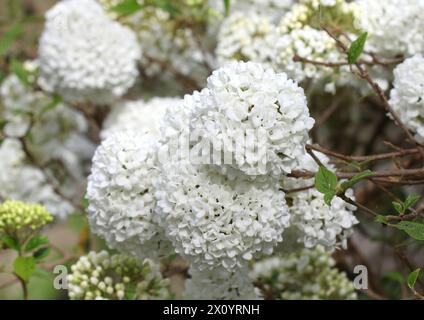 Un gros plan des belles fleurs blanches de Viburnum 'Eskimo' Banque D'Images