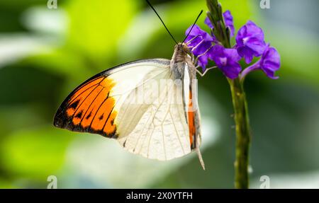 Beau papillon tropical sur un fond vert flou. Grande pointe orange (Hebomoia glaucippe) Banque D'Images