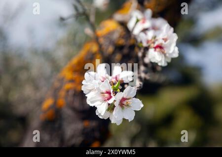 Fleurs en fleurs sur une branche d'un amandier, une vue très habituelle en Grèce au printemps. Banque D'Images