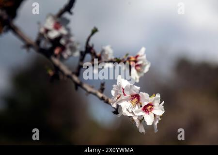 Fleurs en fleurs sur une branche d'un amandier, une vue très habituelle en Grèce au printemps. Banque D'Images
