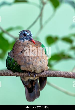 Colombe verte vibrante avec un bec rouge corail, fourrage sur le sol forestier dans les régions chaudes de l'Asie. Banque D'Images