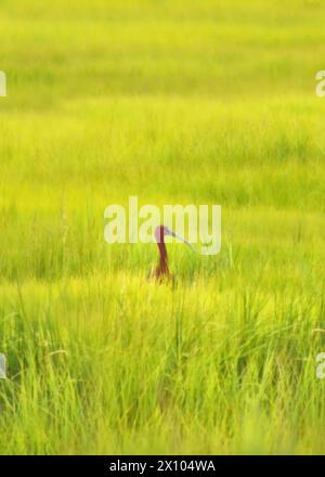 Un ibis brillant unique (Plegadis Falcinellus) en herbe haute vert clair, minimalisme, espace copie, espace négatif Banque D'Images