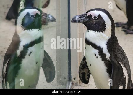 Münster, Allemagne. 14 avril 2024. Un petit pingouin se regarde curieusement. La troupe résidente de manchots africains (Spheniscus demersus, également connu sous le nom de manchot du Cap), observe leurs reflets dans une barrière de verre les protégeant des visiteurs dans leur enceinte extérieure et piscine à Allwetterzoo Münster. Les pingouins, que l'on trouve généralement en Afrique australe, semblent profiter du climat insurement chaud et ensoleillé d'aujourd'hui dans la région. Crédit : Imageplotter/Alamy Live News Banque D'Images