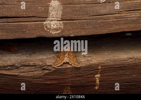 Orthosia incerta famille Noctuidae genre Orthosia trouble terne nature sauvage photographie d'insectes, image, papier peint Banque D'Images