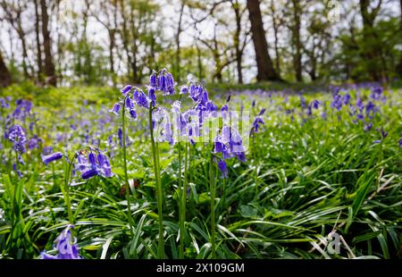 Bluebells anglais (Hyacinthoides non-scripta) rétro-éclairés fleurissant dans les bois au printemps dans le Surrey, sud-est de l'Angleterre Banque D'Images