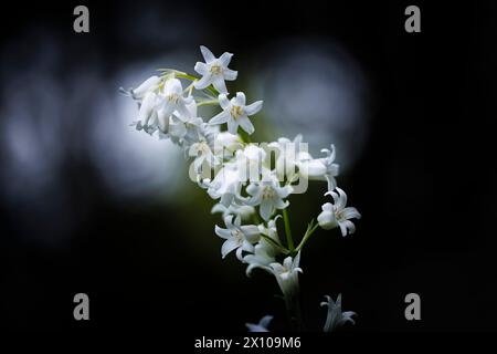 L'anglais Whitebell, une forme de bluebell (jacinthoides non-scripta) fleurit au début du printemps à Surrey, dans le sud-est de l'Angleterre Banque D'Images