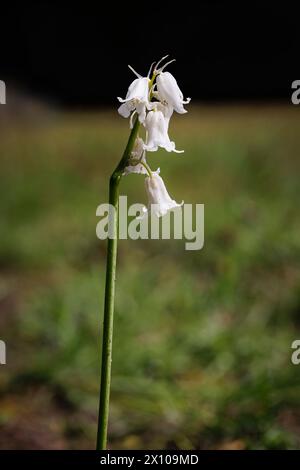 L'anglais Whitebell, une forme de bluebell (jacinthoides non-scripta) fleurit au début du printemps à Surrey, dans le sud-est de l'Angleterre Banque D'Images