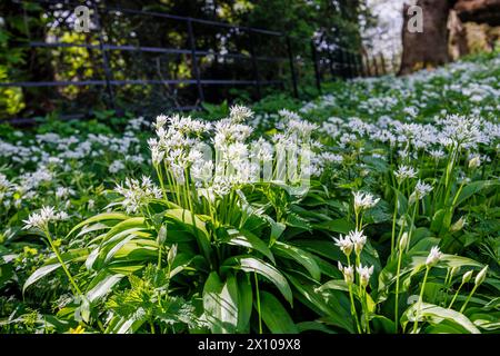 Fleurs blanches d'ail sauvage (Allium ursinum) poussant dans le Surrey, dans le sud-est de l'Angleterre, fleurissant au printemps Banque D'Images