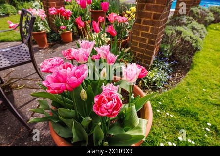 Tulipes roses dans des pots de fleurs en terre cuite dans un jardin à Surrey, au sud-est de l'Angleterre, au printemps Banque D'Images