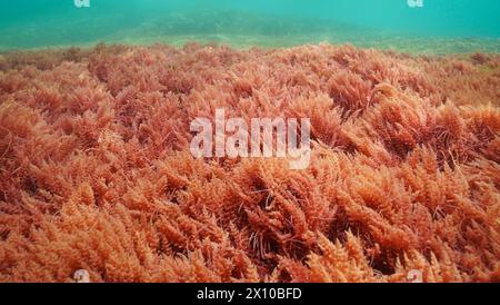 Algue rouge, harpon asparagopsis armata, sous l'eau dans l'océan Atlantique, scène naturelle, Espagne, Galice, Rias Baixas Banque D'Images