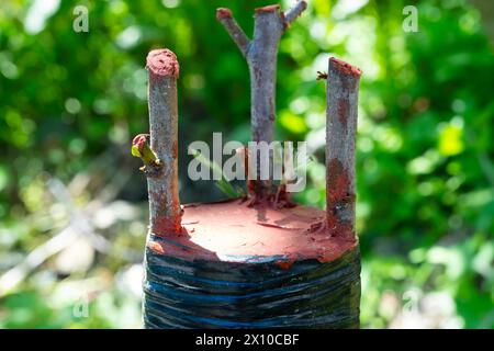 Propagation de la vigne. pépinière de plantes. Champ de greffes enracinées de vigne. Boutures de raisins greffées et cirées plantées en feuille de plastique noir pré-perforé ou m Banque D'Images