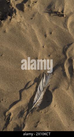 Plume solitaire, tranquillité sablonneuse, teintes dorées Banque D'Images